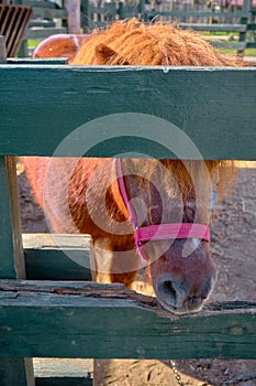 Sehr Niedlich ein Pferd stehen auf der Boden sein Scheune bedeckt entsprechend zäune gemacht aus hölzern 