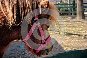 A very cute shetland pony horse standing on soil in its barn covered by fences made of wooden material.