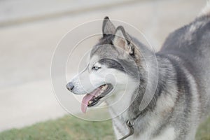Very cute siberian husky dog in a summer day closeup. Selective focus photo