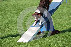 A very cute springer cross collie dog on agility equipment