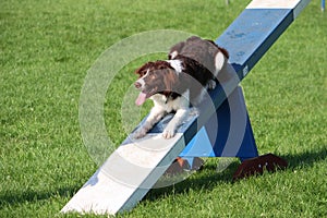 very cute springer cross collie dog on agility equipment photo