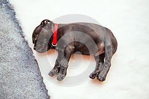 Very cute tiny Staffordshire bull terrier puppy sleeping on white fully bedding laid over grey soft floor covering.