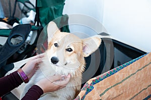 Very cute welsh corgi plays with the owner, looks at her faithfully