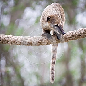 Very cute White-nosed Coati photo