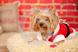 Very cute Yorkshire Terrier blond dog, dressed up in Santa Claus costume, lying on a soft rug i Christmas decorated home. Bright