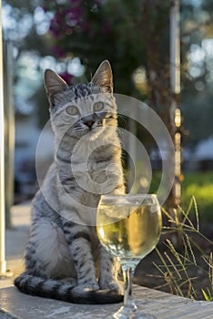 A very cute young cat is sitting on the street near a glass glass with white wine