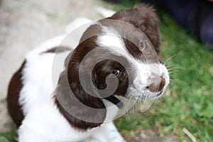 Very cute young liver and white working type english springer sp