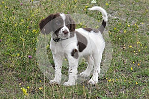 Very cute young liver and white working type english springer sp