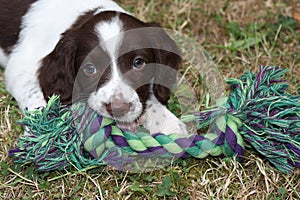 A very cute young liver and white working type english springer spaniel pet gundog puppy