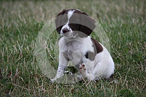 A very cute young liver and white working type english springer spaniel pet gundog puppy