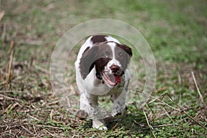 A very cute young liver and white working type english springer spaniel pet gundog puppy running