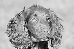 A very cute young small chocolate liver working type cocker spanie