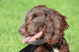 A very cute young small chocolate liver working type cocker spaniel