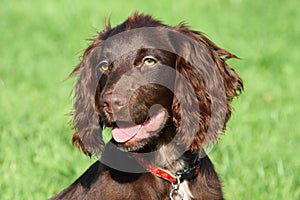 A very cute young small chocolate liver working type cocker spaniel