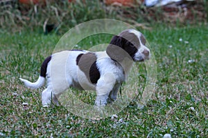 A very cute young small liver and white working type english springer spaniel pet gundog puppy