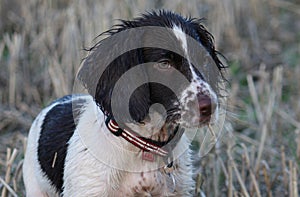 A very damp, wet working type english springer spaniel pet gundog