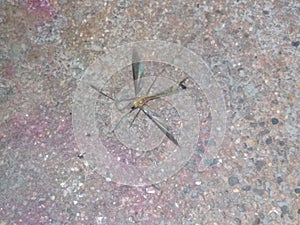 Very danger dengu  kit bug original size is dengue machhar