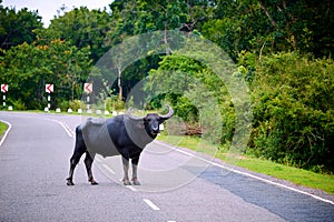 A very dangerous animal standing in the middle of the road. Danger to the driver, collision with an animal. The water buffalo