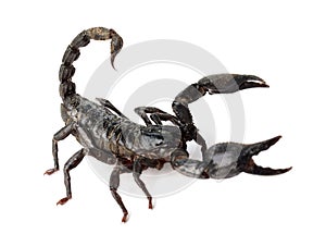 Very dangerowus big Scorpion