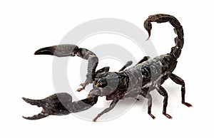 Very dangerowus big Scorpion