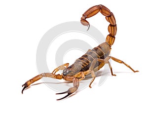 Very dangerowus big Scorpion