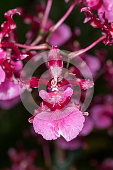 very dark dancing lady orchid