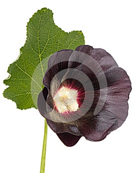 Very dark flower of mallow, isolated on white background