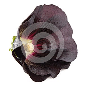 Very dark flower of mallow, isolated on white background