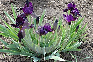 Very dark purple flowers of bearded irises