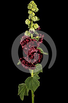 Very dark red flower of mallow, isolated on black background