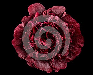 Very dark red flower of mallow, isolated on black background