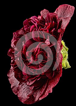 Very dark red flower of mallow, isolated on black background