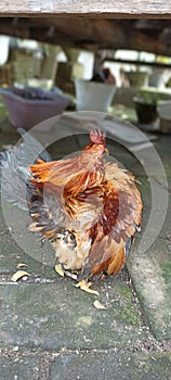 very dashing chicken in the makassar sul sel