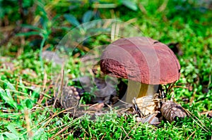 A very delicious and salubrious mushroom Porcini or Cep in it`s natural habitat.