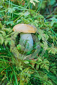 A very delicious and salubrious mushroom Porcini in forest.