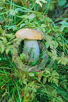A very delicious and salubrious mushroom Porcini in forest. photo