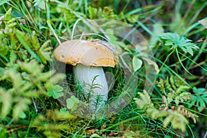 A very delicious and salubrious mushroom Porcini in forest. photo