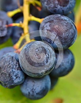 Very delicous and tasty bunch of blue and sweet grapes as a macro photo