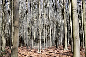 Very dense forest of beech trees / dicht bos van beuken