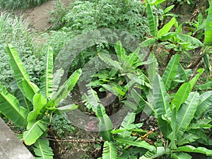Very dense and green banana trees are also fertile