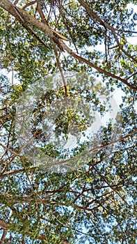 Very dense tree view