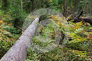 In the very depths of the autumn forest there is a slender and tall trunk of a fallen tree. The tree fell because of old age or