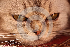 Very detail of the cats burmillas eyes