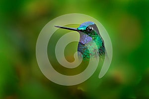 Very detailed portrait of hummingbird White-tailed Starfrontlet, Coeligena phalerata, with dark green background, Colombia. Animal photo