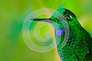 Very detailed portrait of hummingbirdGreen-crowned Brilliant, Heliodoxa jacula, with dark green background, Costa Rica. Animal in