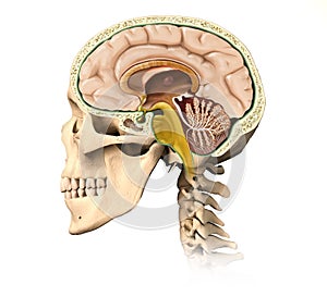 Human skull cutaway, with all brain details, mid-sagittal side v