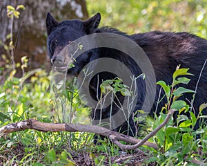 Yearling Black Bear in the Smokies