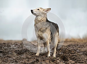 Very dirty and wet mixed breed shepherd dog