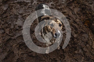 Very dirty and wet mixed breed shepherd dog