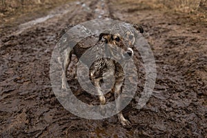 Very dirty and wet mixed breed shepherd dog